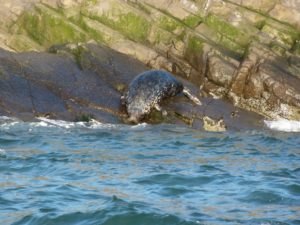 Seehund auf Craigleith